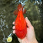 PUMPKIN AAA Grade Red Yuanbao Male 6 inches #101626YB_29