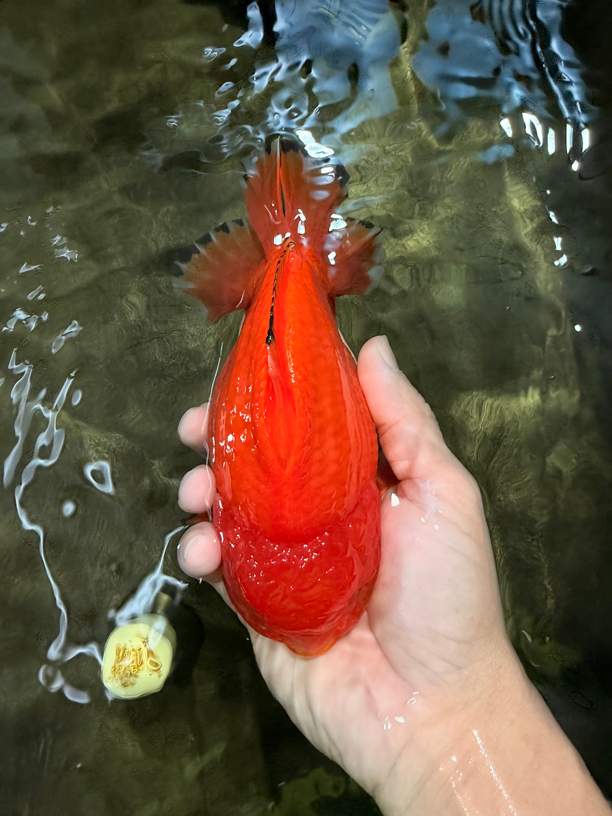 PUMPKIN AAA Grade Red Yuanbao Male 6 inches #101626YB_29
