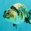 A Grade Tiger Ranchu Female 5-5.5 inches #073126RC_12