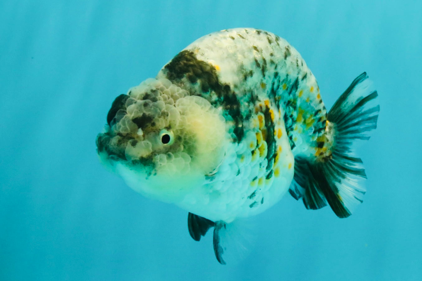 A Grade Tiger Ranchu Female 5-5.5 inches #073126RC_12