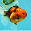 CHONKY AAA Grade Sakura Oranda Female 8.5 inches #071726OR_03