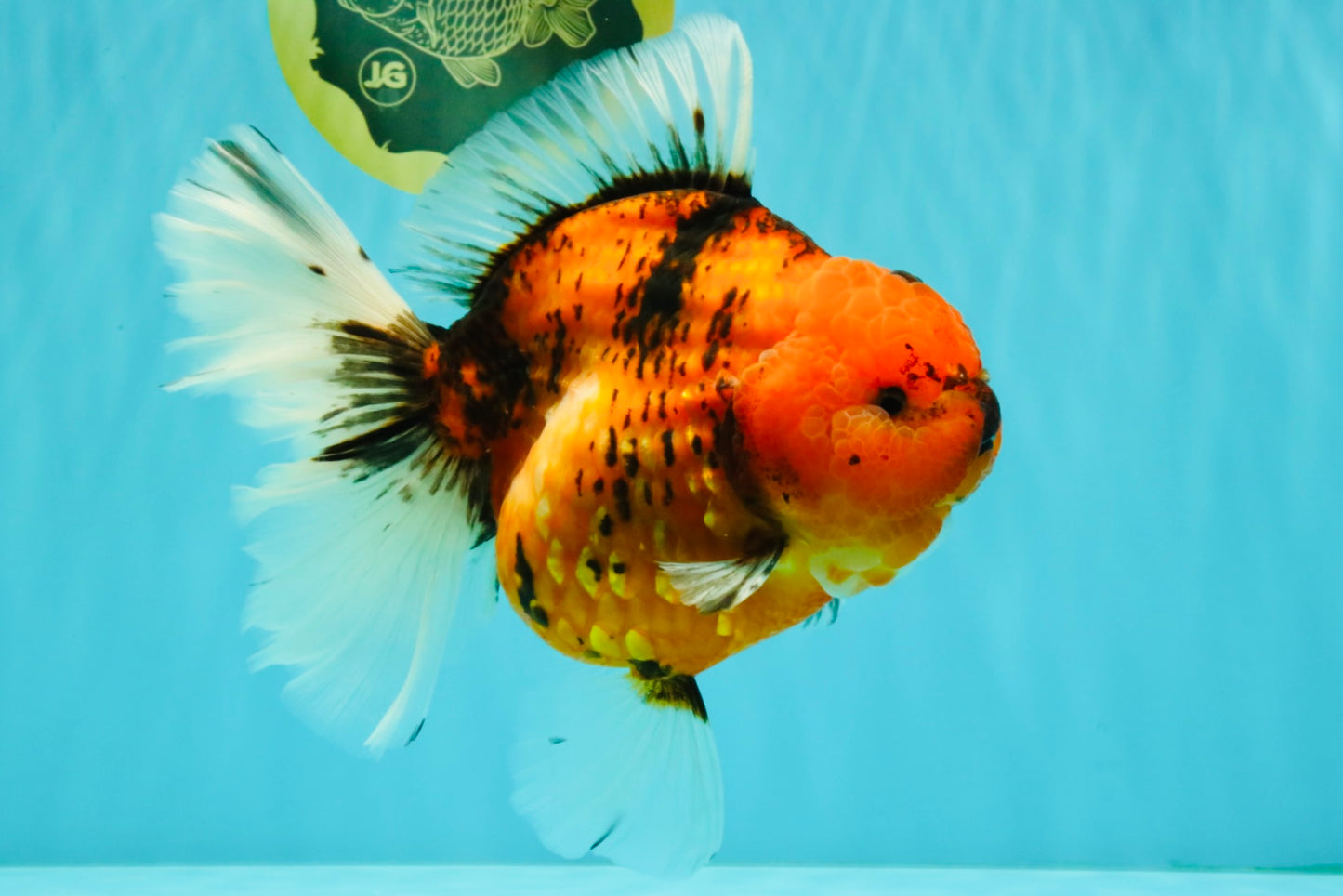 CHONKY AAA Grade Sakura Oranda Female 8.5 inches #071726OR_03