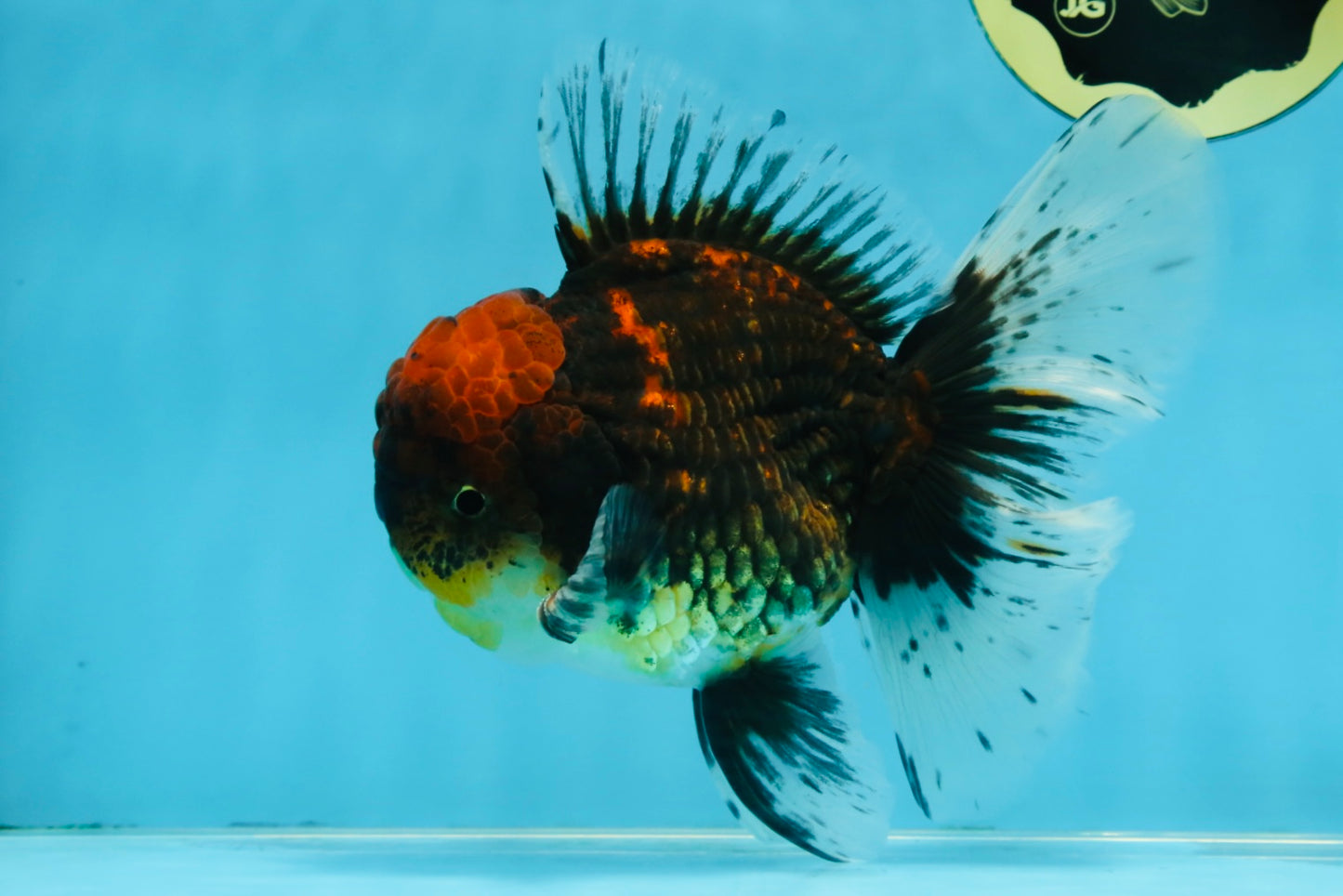 CHONKY AAA Grade Tiger Oranda Male 6 inches #102425OR_19