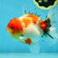 AAA Grade Sakura Oranda Female 5 inches #050925OR_47