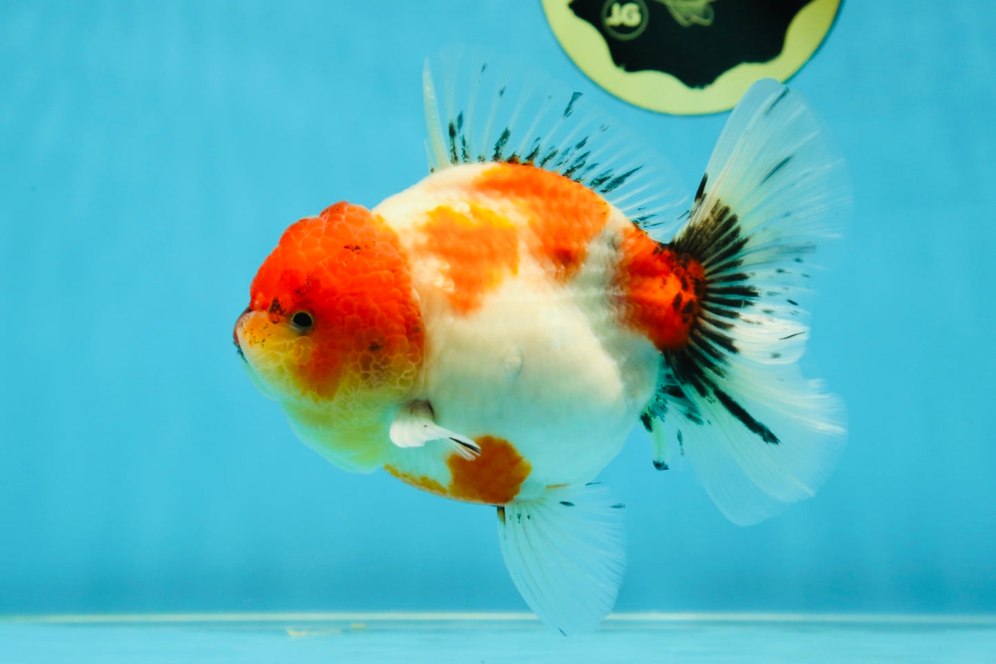 AAA Grade Sakura Oranda Female 5 inches #050925OR_47