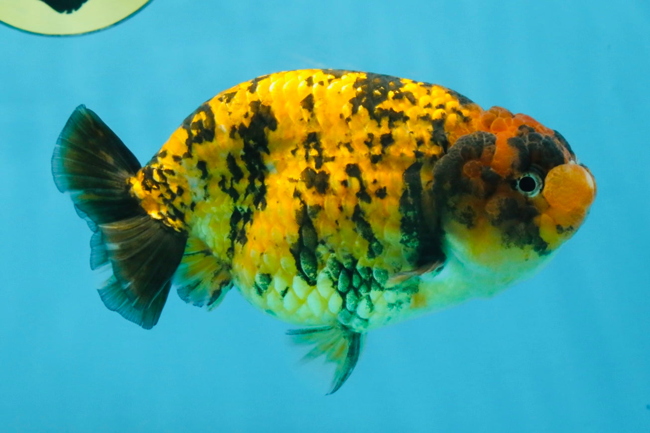 A Grade Tiger LionQueen 5.5 inches #112125LC_05