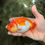 Red White Lionchu Female 4.5 inches #081426LC_14