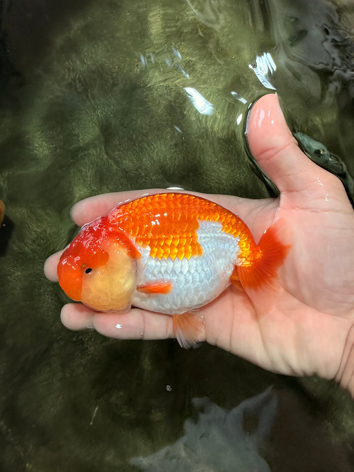 Red White Lionchu Female 4.5 inches #081426LC_14