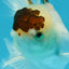 Panda Oranda Male 4.5-5 inches #121324OR_20