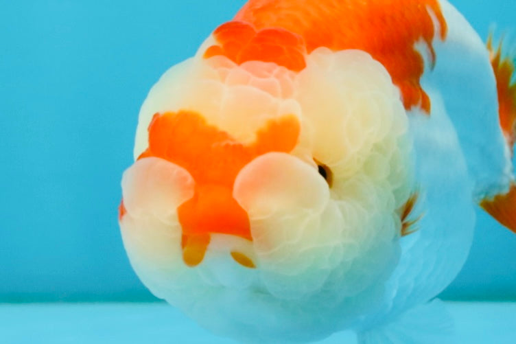 A Grade Red White LionQueen 4.5-5 inches #032726LC_21