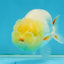 SPECIAL White Lionchu Female 4 inches #120525LC_13