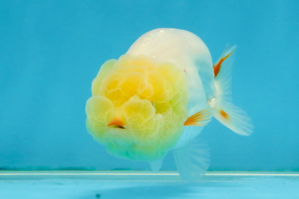 SPECIAL White Lionchu Female 4 inches #120525LC_13