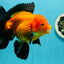 A Grade Apache (Black Orange) Oranda Male 5.5 inches #110124OR_09