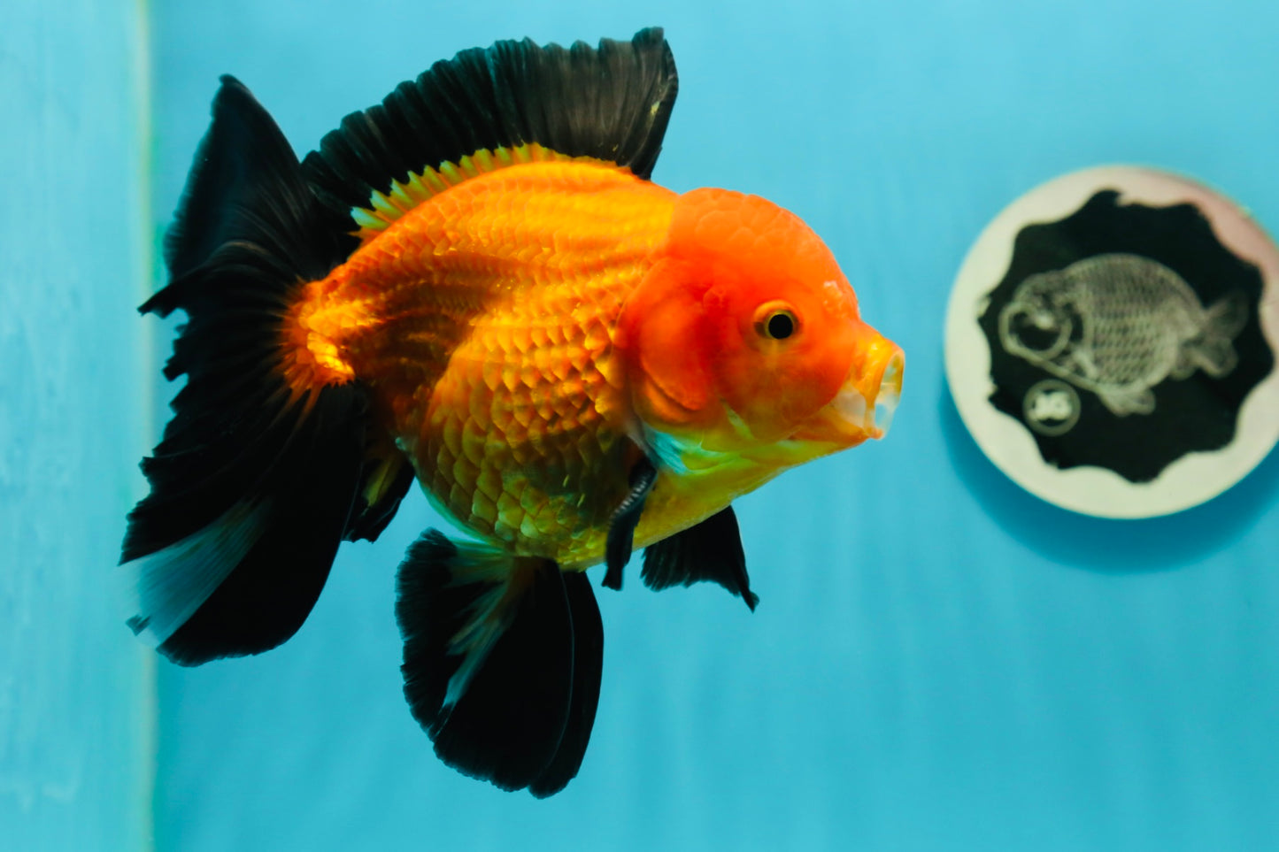 A Grade Apache (Black Orange) Oranda Male 5.5 inches #110124OR_09