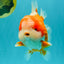 BIG WEN AAA Grade Beautiful Red White Yuanbao Male 6-6.5 inches #071026YB_07