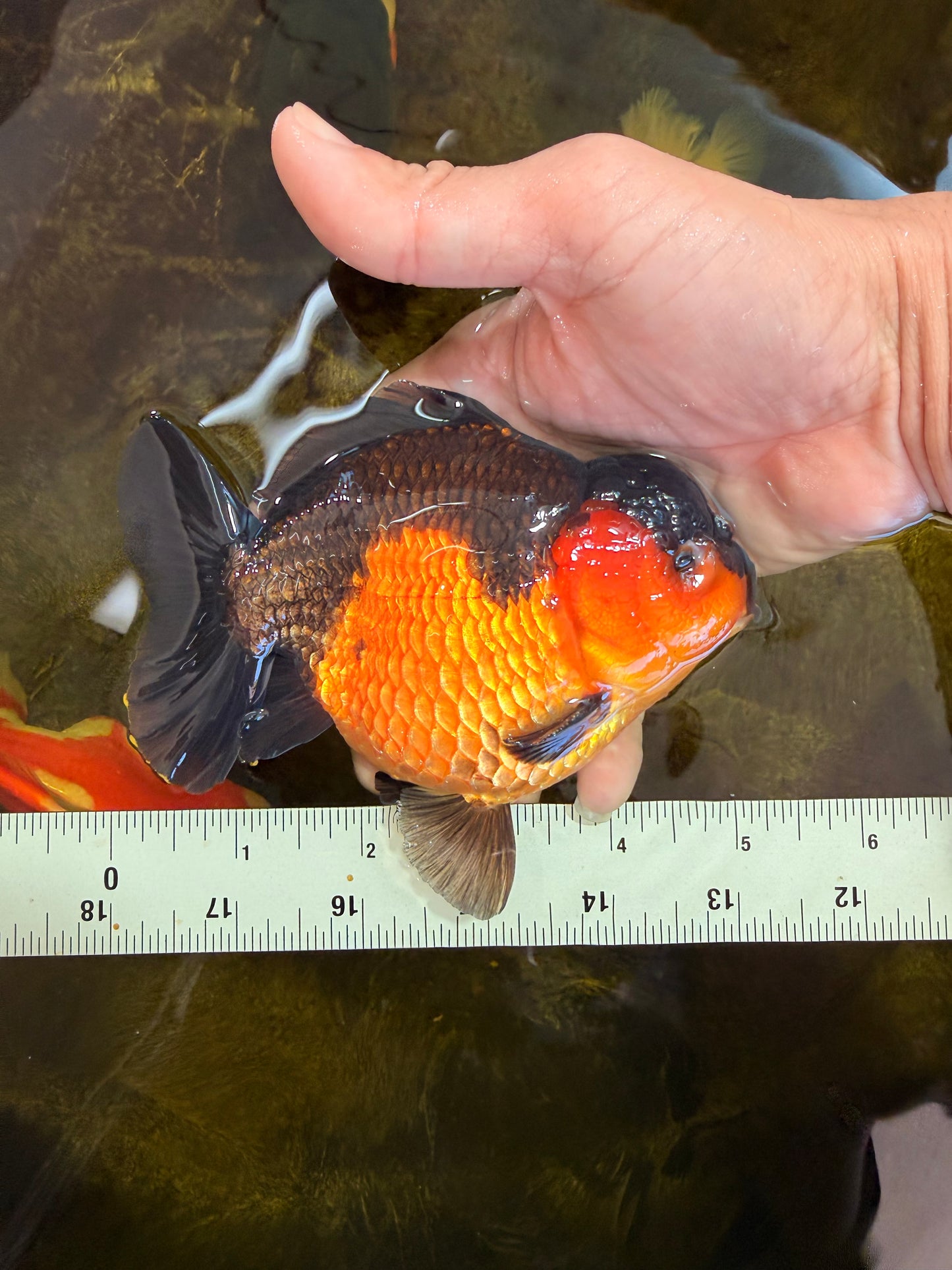 A Grade Apache Yuanbao Male 5 inches #101025YB_26