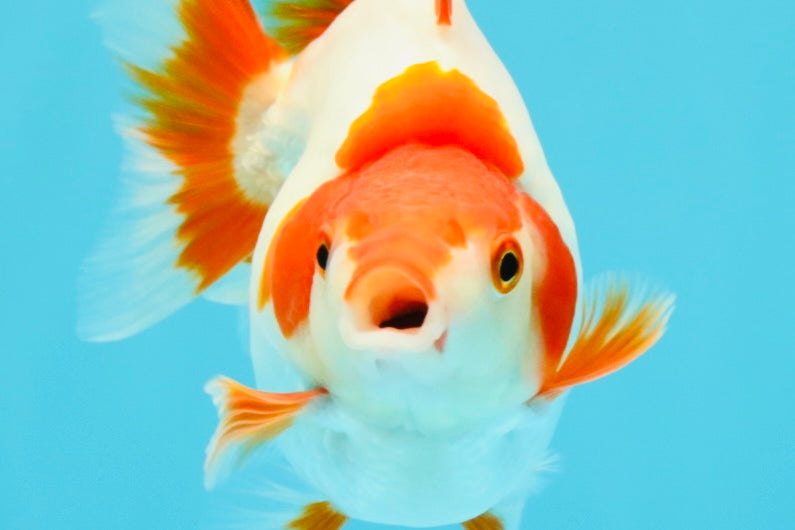 AAA Grade Red White Ryukin Female 4-4.5 inches #030626RK_15