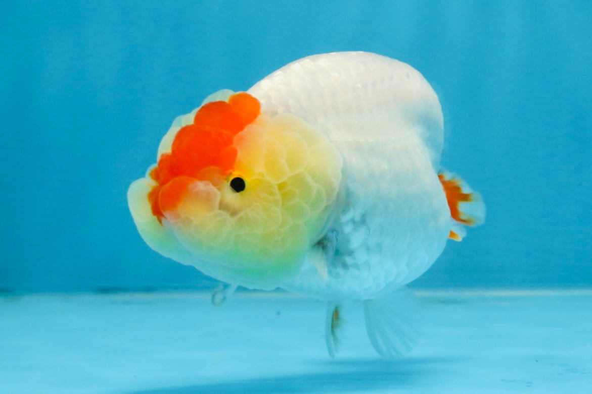 AAA Grade Red White LionQueen 4 inches #103125LC_28