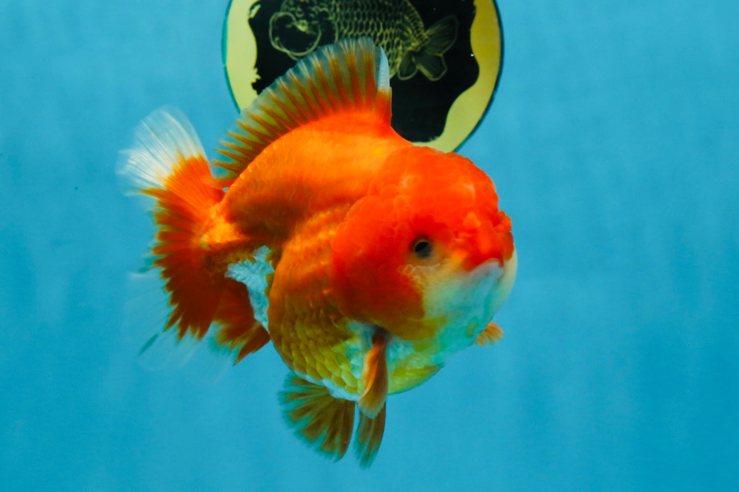 CHUBBY AAA Grade Red White Yuanbao Male 4.5 inches #121225YB_01