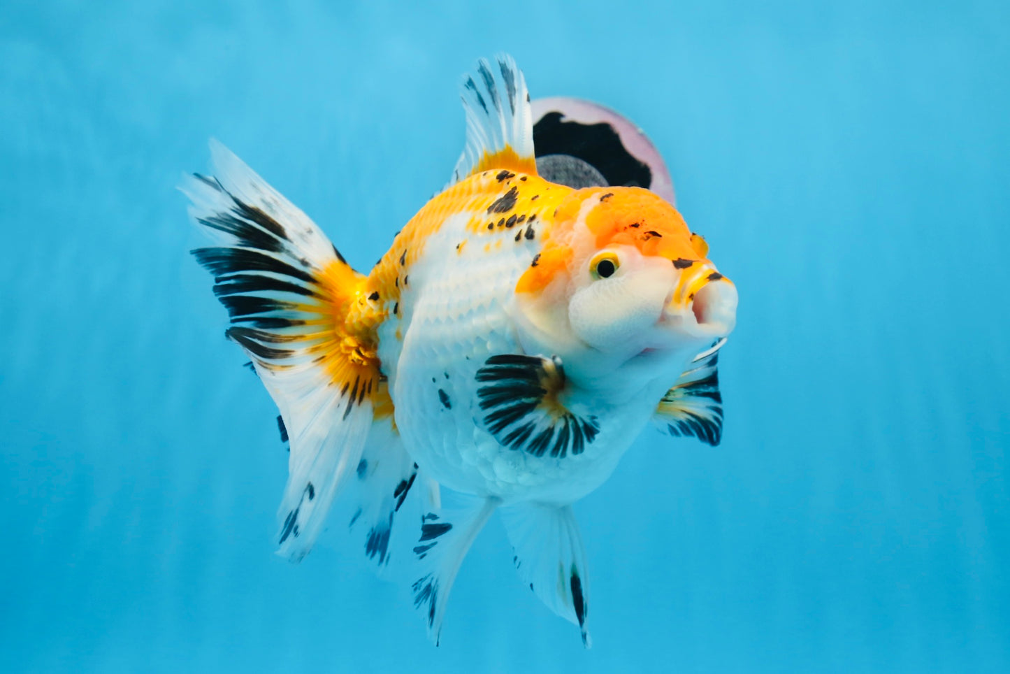 Oranda tricolor hembra de tamaño grande, grado A, 7,5 pulgadas, n.º 0706OR_09