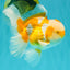 A Grade Cheese Orange White Oranda Male 5.5 inches #062626OR_22