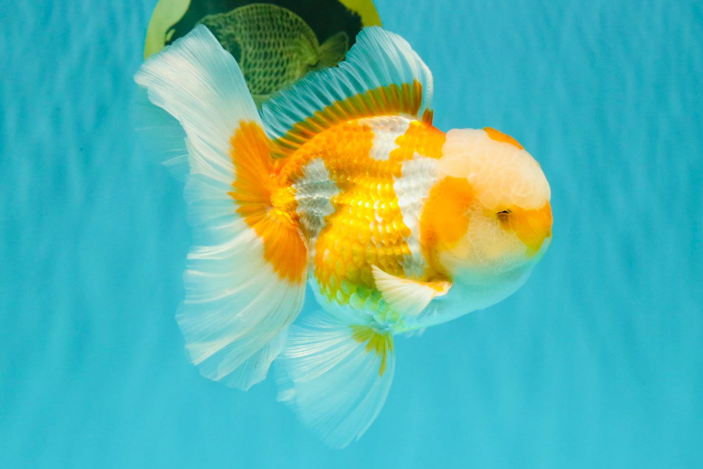 A Grade Cheese Orange White Oranda Male 5.5 inches #062626OR_22
