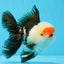 AAA Grade Tricolor Oranda Male 5 inches #0920OR_21