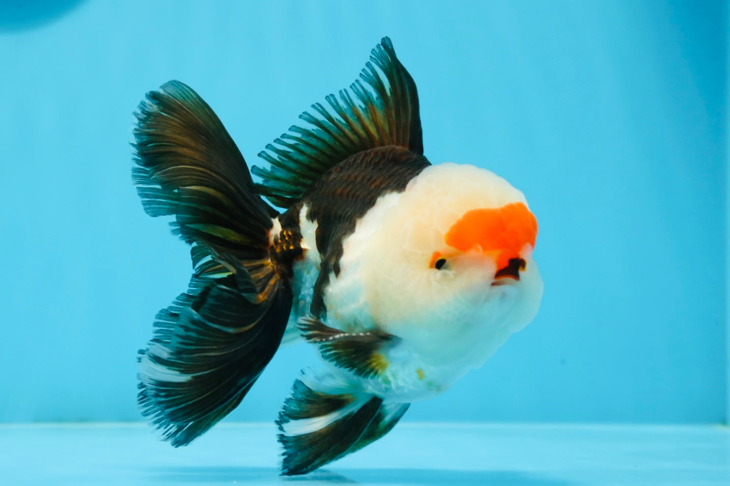 AAA Grade Tricolor Oranda Male 5 inches #0920OR_21