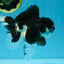 Panda Oranda Female 5-5.5 inches #053025OR_29