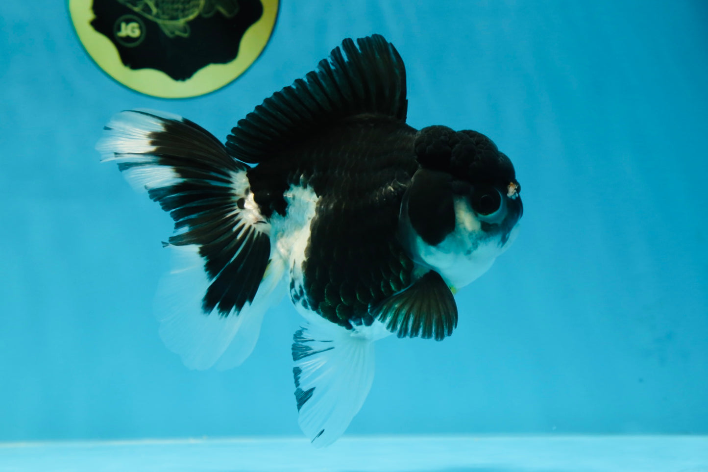 Panda Oranda Female 5-5.5 inches #053025OR_29