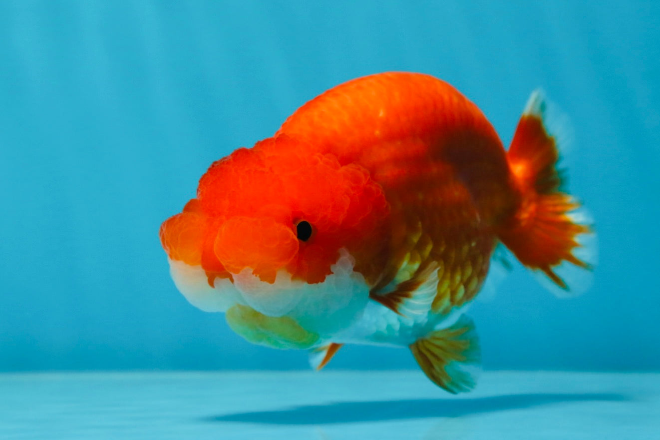 A Grade Red White LionQueen 4-4.5 inches #053025LC_06