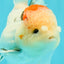 AAA Grade Pom-Poms Tricolor Oranda Male 5 inches #102524OR_08