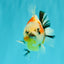 A Grade Sanke Oranda Male 4.5-5 inches #082126OR_25