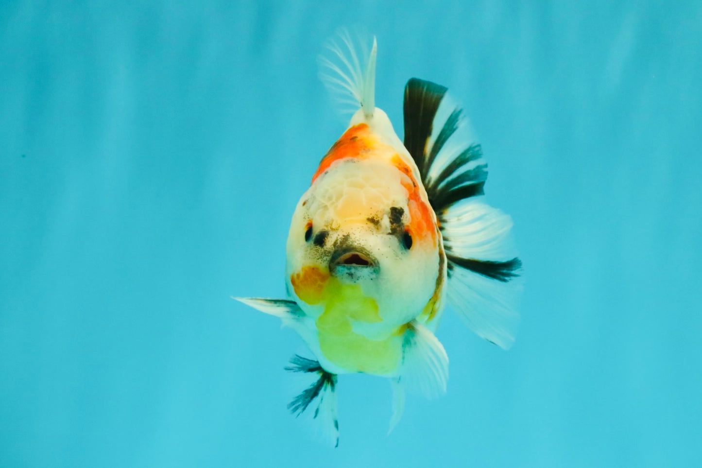 A Grade Sanke Oranda Male 4.5-5 inches #082126OR_25