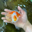AAA Grade Godzilla Sakura Oranda Male 5 inches #052325OR_09
