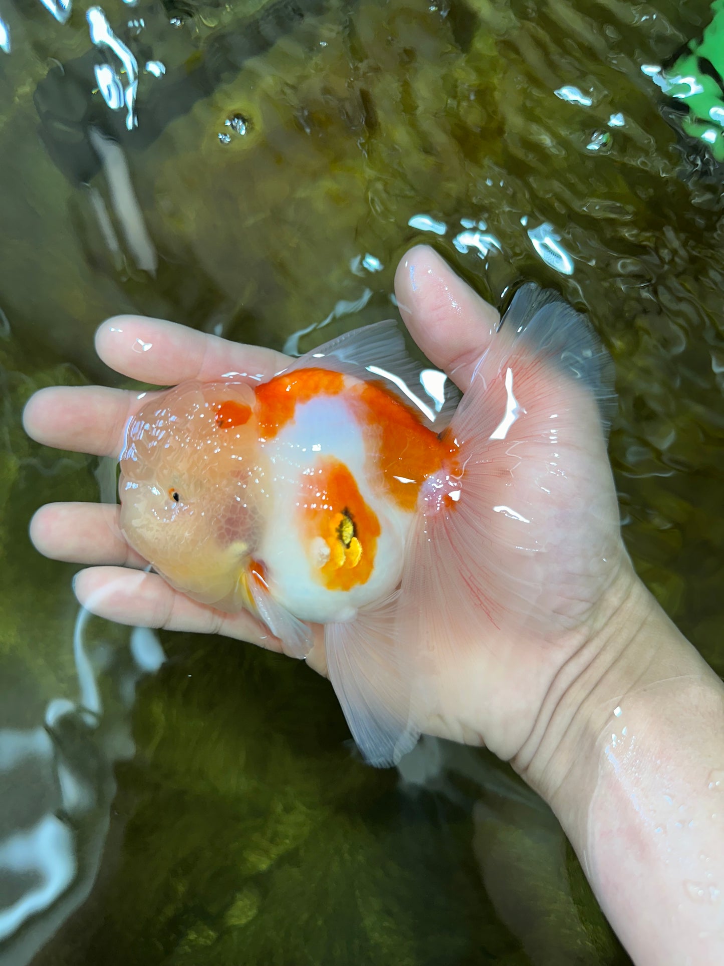 AAA Grade Godzilla Sakura Oranda Male 5 inches #052325OR_09