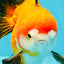 CHUBBY A Grade Apache Yuanbao Male 4.5 inches #051526YB_10