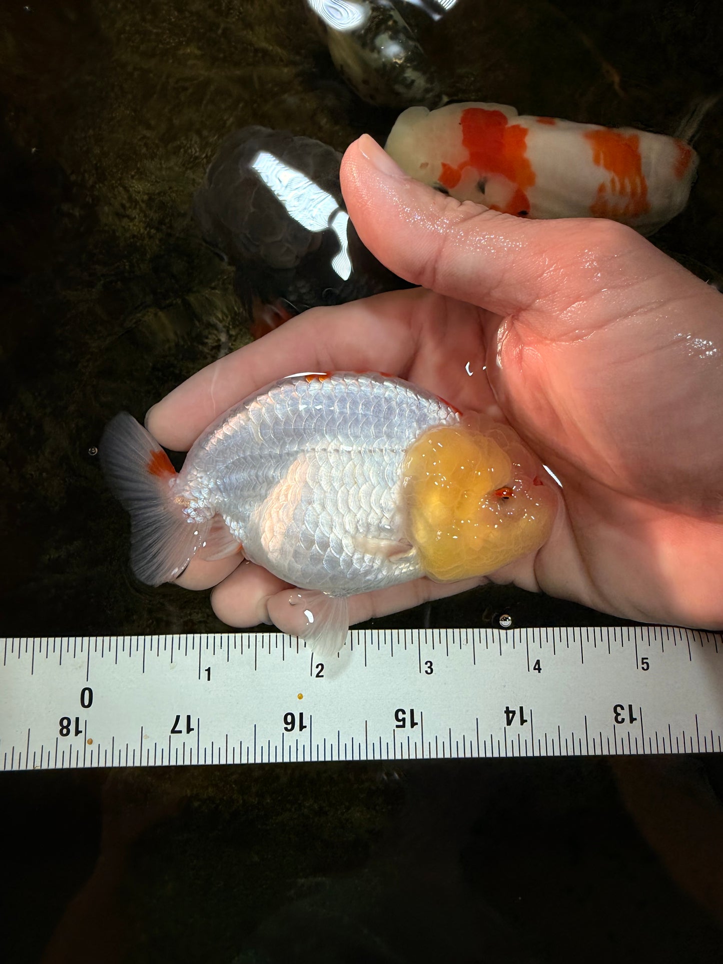 A Grade Red White Kohaku LionQueen 4 inches #101725LC_07