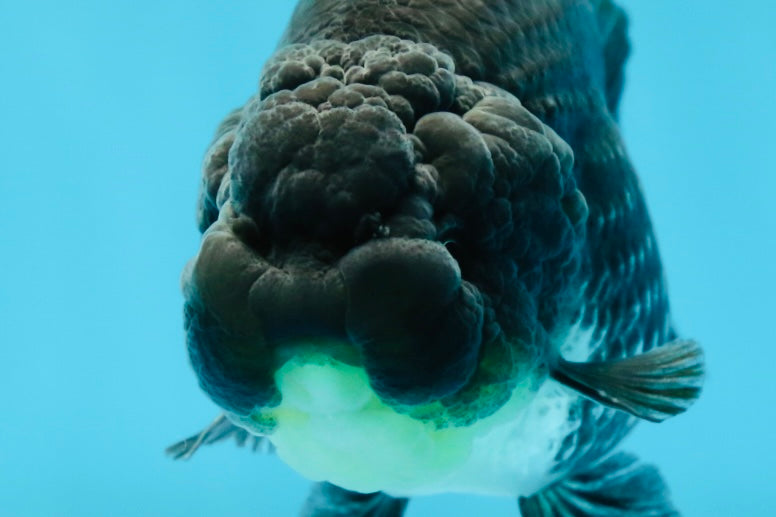 AAA Grade Black Blue LionQueen 4-4.5 inches #051625LC_03