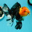 A Grade Monster Red Head Tricolor Oranda Male 5 inches #110124OR_16