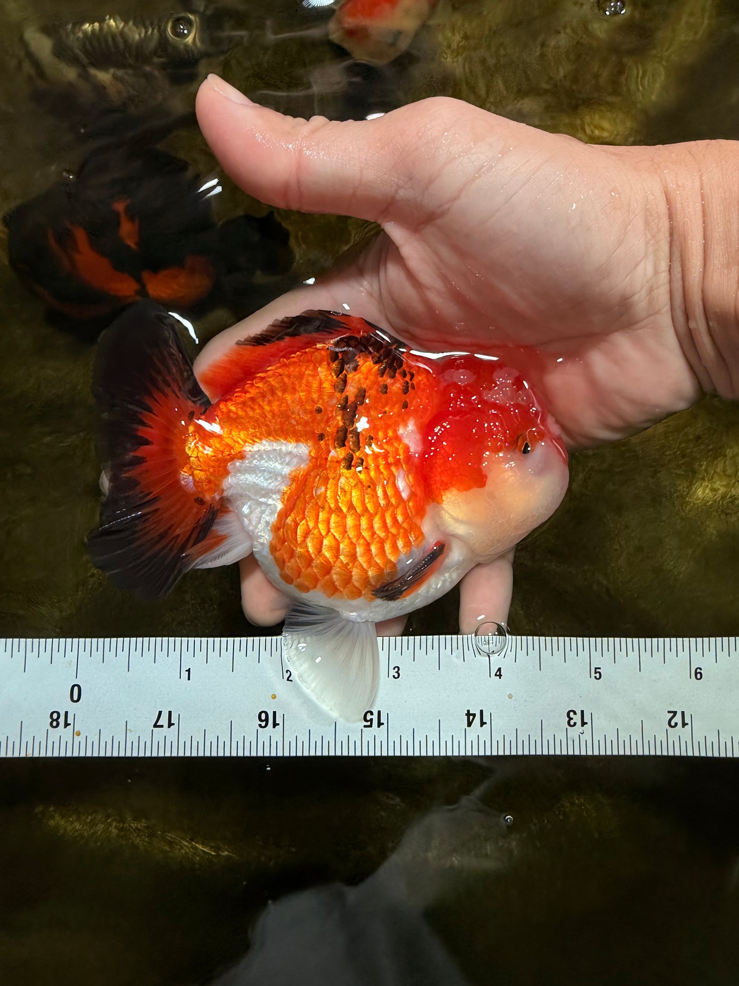 A Grade Tricolor Yuanbao Male 4.5 inches #103125YB_02