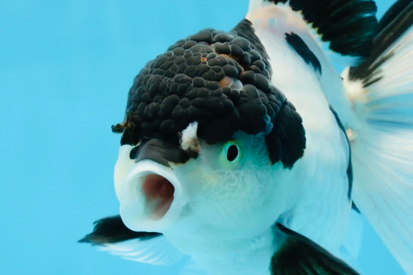 A Grade UNIQUE Panda Oranda Female 6-6.5 inches #091925OR_01