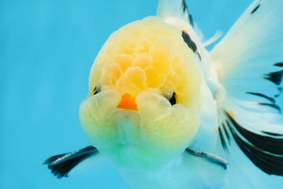 Oranda macho de ojos de botón tricolor de cabeza de limón de grado AAA de 4,5 a 5 pulgadas n.º 0913OR_14