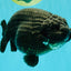 JAMES BOND AAA Grade Black Ranchu Female 6 inches #100926RC_34