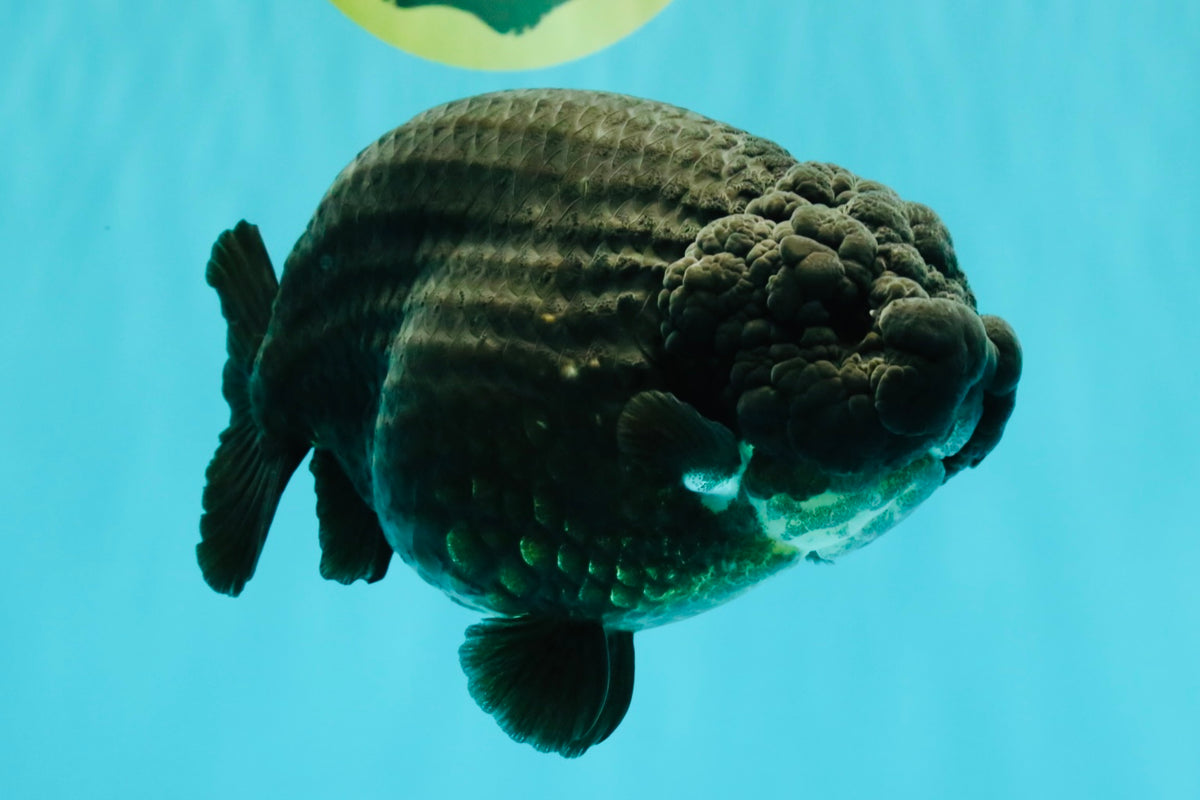 JAMES BOND AAA Grade Black Ranchu Female 6 inches #100926RC_34
