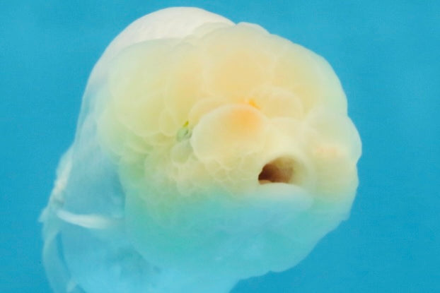 SNOW White Lionchu Female 4 inches #120525LC_11