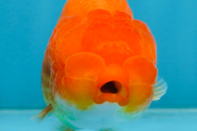 A Grade Red White LionQueen 4 inches #112825LC_06