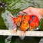 AAA Grade Jumbo Tiger Oranda Male 7.5 inches #031326OR_01