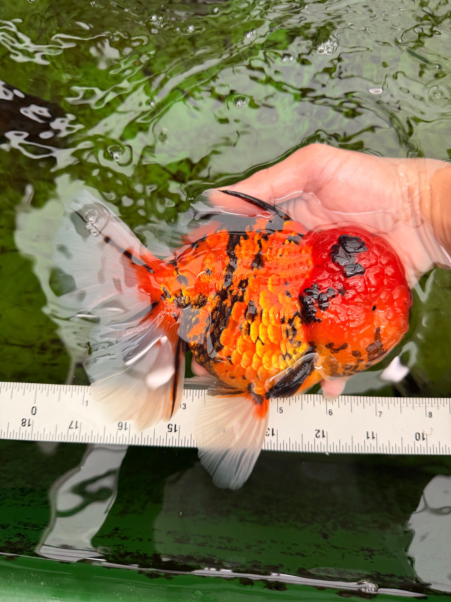AAA Grade Jumbo Tiger Oranda Male 7.5 inches #031326OR_01