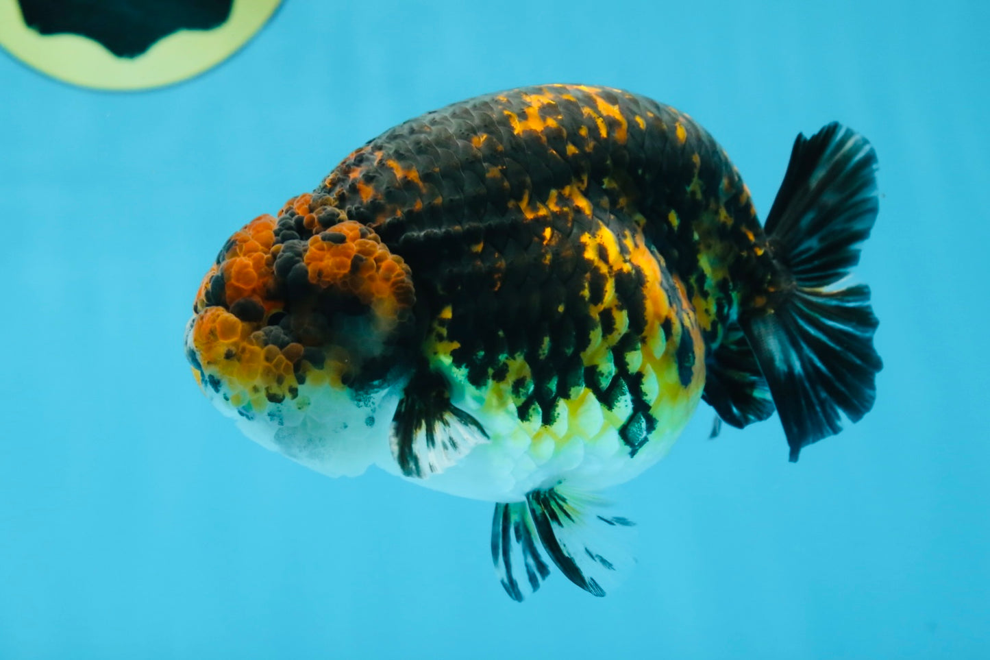 AAA Grade Tiger LionKing 5 inches #070425LC_09